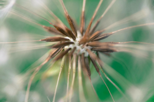 Read more about the article Dandelions – More than weeds