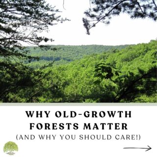 Old-growth forests are in danger.
In my latest blog post, I explain why old-growth forests are so important and what we can do to protect them.
Link in bio.
#noplanetb🌎 #wildlifeconservation #oldgrowthforest #stoplogging