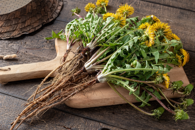 Dandelion – One of nature’s most versatile “weeds”