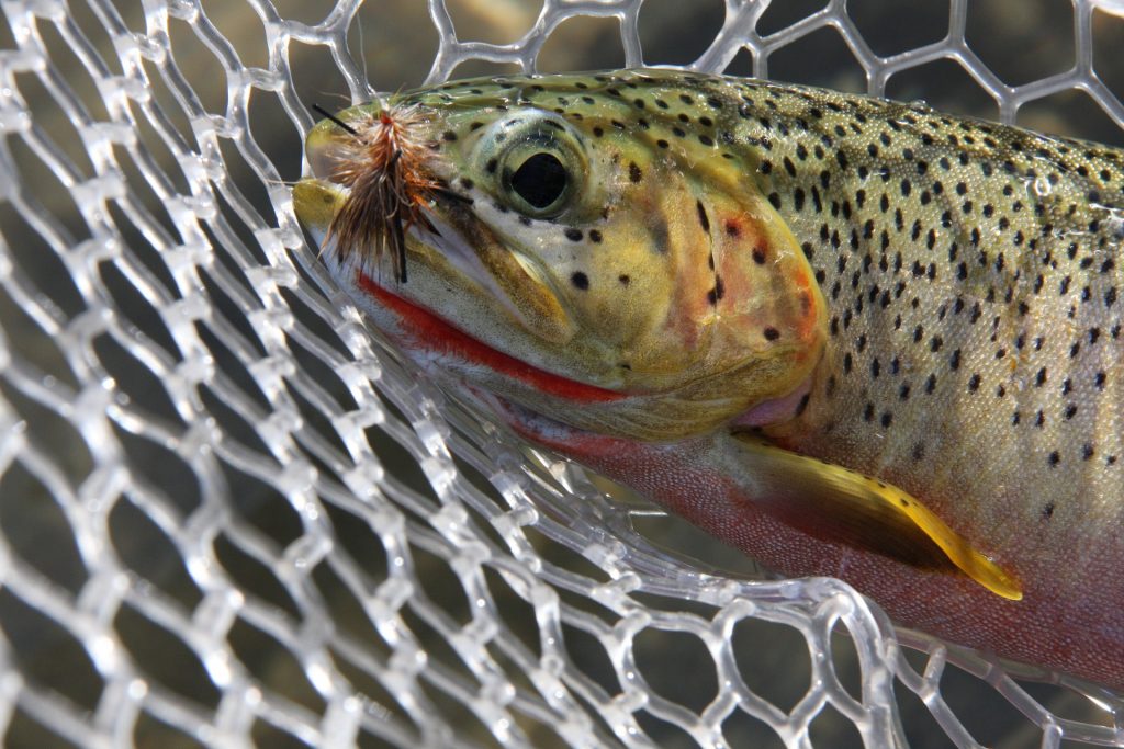Fly fishing, Trout in a net with artificial fly in mouth