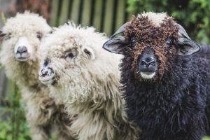 Read more about the article Wool – An Eco-conscious choice