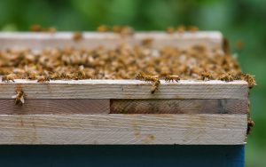 Read more about the article Modern Homesteading