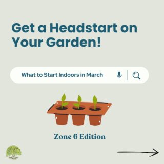 It’s seed-starting time, Zone 6! 🌱
If you’re dreaming of a lush garden this year, now’s the time to get those seeds going indoors! 
Starting early gives your plants a head start and means stronger, healthier crops when it’s time to move them outside.
💡 Swipe through to see what you should start indoors right now!
What’s the first thing you plant every year? Drop your gardening plans below! 👩🌾⬇️
#GardenPlanning #Zone6Gardening #SeedStarting #GrowYourOwnFood #HomesteadingLife