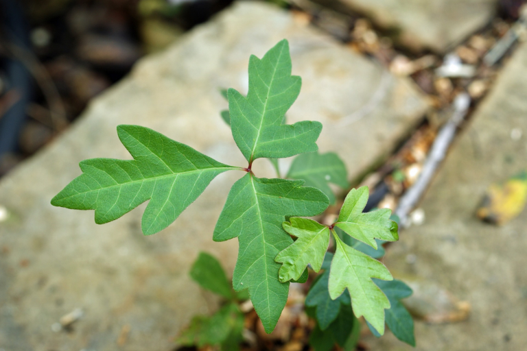 Natural Remedies for Poison Ivy Rash