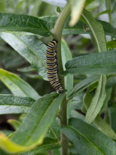 Three years ago, we planted milkweed in our garden hoping to attract and help protect Monarch butterflies. 
We didn’t know how long it would take… but today we finally saw them! Actual Monarch caterpillars munching away on the milkweed we planted. I legit squealed.
These beautiful creatures aren’t just pretty to look at, they’re essential pollinators, and their population has been rapidly declining due to pesticides, habitat loss, and climate shifts. It’s heartbreaking.
But here’s the good news, we can all help, even in small ways.
Want to support Monarchs? Start by planting  milkweed in your yard, garden, or even in a pot on your balcony. It’s the only plant Monarch caterpillars eat and without it, they simply can’t survive.
Next, add native flowers next to the milkweed like bee balm, coneflowers, or black-eyed Susans, because thats what the adult Monarch Butterfly likes to eat.  Attract them with these, then they can eat, rest, and lay their eggs on the milkweed.
#MonarchButterfly #PollinatorGarden #MilkweedMagic #ButterflyLove #GardeningJoy #MonarchMiracle #EcoFriendlyLiving #PlantWithPurpose