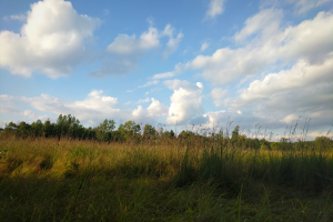Read more about the article Take a walk with me in nature