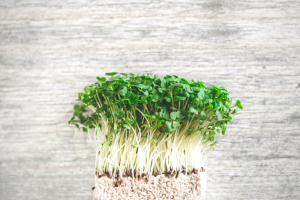 Read more about the article Do you need to be Vegan to save the world?