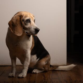 Happy gotcha day to Isla! 
We picked her up 8 years ago today, and she's still as energetic and ornery as ever. 
The first photo is today, the beach pic is 12 weeks old, other pics are 8 weeks old (the day we picked her up).
#beagle #beaglepuppy #gotchaday
#petphotography #dogphotography