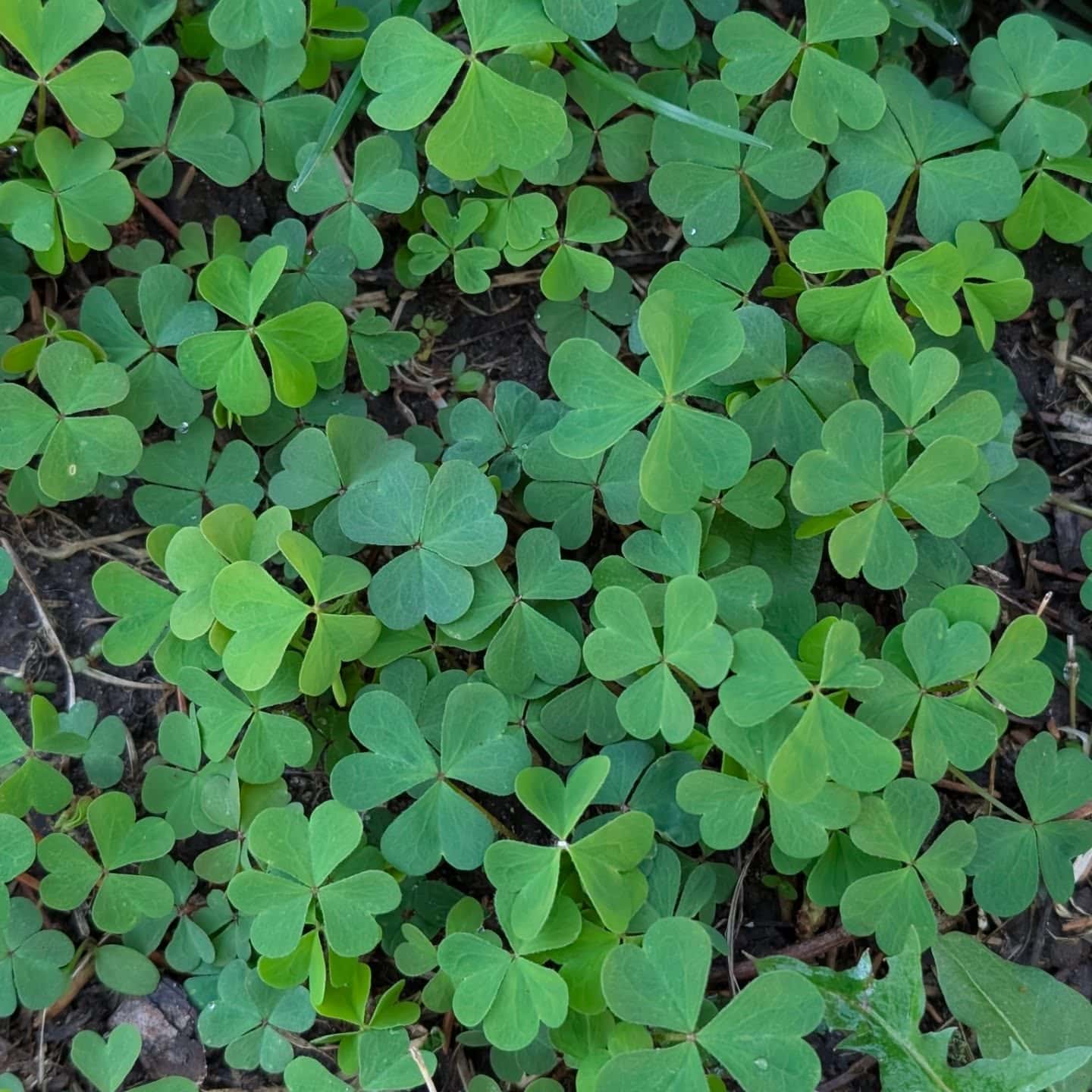 Most people walk right past this and think it's clover.

It's actually wood sorrel, and once you know what to look for, you'll start spotting it everywhere.

The leaves are the biggest clue. Similar to clover but larger, with a distinct heart shape that sets them apart. The flowers are small and yellow with delicate petals.

What makes wood sorrel really interesting is that it's completely edible. It has a sharp, lemony flavor that comes from oxalic acid, and it's been used in folk medicine for centuries to support digestion, ease inflammation, and even treat scurvy and fatigue, thanks to its surprisingly high vitamin C content.

It's one of those plants that quietly grows in yards, sidewalk cracks, and garden beds all over the world, and most people have no idea they're looking at something with so much history behind it.

Have you ever eaten something foraged from your own yard?  Personally, I love snacking on wood sorrel while I'm gardening.