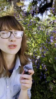 Sound on!
Is there anything better than watching the bees in your garden?!
bees, pollinator garden, sage, willowbottom, medicinal herbs, sustainable gardening, regenerate garden