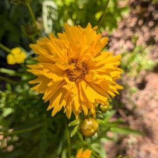 Most gardeners are out here doing way too much work.
I absolutely LOVE when the coreopsis starts to bloom in the garden! Notice how not even half of the flowers are open yet? And every year it drops some seed so I get a few more plants than I had the year before...
Easily one of my favorite natives.
I'll do a video soon when it's got even more blooms so you can get a better look.
What native plants are you growing that basically take care of themselves?
I want to know what's thriving in YOUR garden right now.
If you aren't sure what to plant, let me know that too! I can help.
Stay wild, my friends. 🌼
What native plants are thriving in your garden right now?