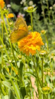 Something really special has been happening out front lately.
The Clouded Sulphur butterflies have found the garden, and they are absolutely working the coreopsis. If you've ever watched one up close, you know how deliberate they are. They are not just wandering from bloom to bloom randomly.
They are actively foraging, and coreopsis is one of the best nectar sources you can plant for them because of how energy-dense the flowers are.
What makes this setup so rewarding though is that the red clover and baptisia are planted right alongside the coreopsis. Clouded Sulphurs are in the Pieridae family, and their caterpillars feed exclusively on plants in the legume family, Fabaceae. Both red clover and baptisia qualify.
So what looks like a simple planting combination from the road is actually a complete habitat. Adults nectaring on the coreopsis, and right next to it, everything their caterpillars need to eat once the eggs hatch.
Butterfly gardening done right is not about attracting adults. It's about closing the loop so the whole lifecycle can happen in one place.
Seeing a healthy population of Clouded Sulphurs here in Northwest Ohio also tells you something about the health of the space itself. Butterflies are incredibly sensitive to pesticide use, soil disturbance, and habitat fragmentation. Their presence is essentially a report card. And right now, this garden is passing.
Beyond that, they are doing real ecological work. As generalist pollinators, they are moving pollen across the native wildflowers and contributing to the broader food web as a food source for songbirds, dragonflies, and frogs. Every piece of this connects.
Do you have a variety of butterflies in your garden? What's your favorite?
