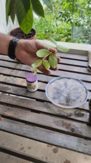 A branch broke off our honeyberry and we figured... why not try to propagate it?
We've never grown honeyberries before, so we have no idea if this will even work.
We went for it anyway!