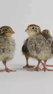 Throwback to when our quail chicks were just days old and already stealing the show.
If you have ever thought about adding birds to your homestead but feel like chickens are too much, quail might be exactly what you are looking for. They are small, quiet, incredibly low maintenance, and they start laying eggs at around 6 to 8 weeks old.
Chickens take months. Quail are also much easier to keep in a smaller space, which makes them a great option even if you are not on a big piece of land.
Their eggs are smaller, yes, but they are rich, nutritious, and honestly just fun to collect. And if you have never seen a baby quail in person, just know that nothing on this homestead has ever been this small or this confident.
The link in our bio has a more in-depth look.
Have you ever kept quail, or is this your first time seeing these tiny little things up close?
🐣