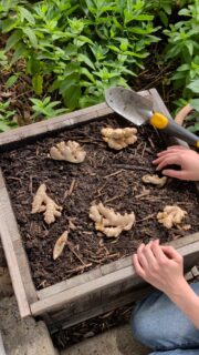 Growing your own ginger sounds intimidating, but it's actually really beginner-friendly. You don't need a big garden or a green thumb. You just need a piece of ginger root and a little patience.
New to growing your own food? You're in the right place. Subscribe for more beginner-friendly gardening and sustainable living tips.
plan your garden: garden.willowbottom.com
growing ginger, how to plant ginger, beginner garden, grow your own food, kitchen garden, ginger root, indoor garden, homestead garden, sustainable living, home garden, container garden, easy to grow herbs, backyard garden, grow ginger at home