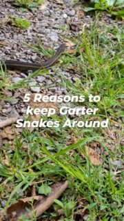 Garter snakes get a bad reputation, but they are one of the best garden companions.
They're gentle, they help keep pests in check, and they show up when your garden is healthy and thriving.
Do you have them in your garden?
