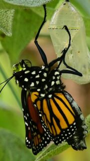 We followed monarch caterpillars in our garden for weeks, watching them grow and looking for their chrysalises, and then we found one!

We got to watch this monarch emerge. She slowly pulled herself out, hung onto her old chrysalis, and began stretching herself out.

If you watch closely, you can see a little droplet of enzymatic oral fluid around her mouth. She's using it to help put together her proboscis. This is the long feeding tube she'll use to drink nectar. When she first emerges, it's actually in two separate halves that have to come together.

So while she's getting her wings ready for her first flight, she's also putting together the feeding tube she'll need for her first meal.

I love that we got to see all of this happen right here in our garden.

What’s the coolest thing you’ve ever discovered in your garden?

monarch butterfly garden, monarchs in the garden, wildlife garden, pollinator garden, native garden, backyard wildlife, garden biodiversity
