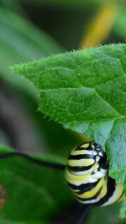A lot happens in a garden that we never see.
This is a monarch caterpillar from our own garden.
A monarch lays a tiny egg on a milkweed leaf. A caterpillar hatches, eats, grows, disappears into a chrysalis… and eventually emerges as a butterfly.
And that’s just one story.
The stems, leaves, flowers, soil, and even the “messy” parts of a garden can become food, shelter, nesting material, or a place to raise the next generation.
Once you start looking for these stories, you begin to realize just how much life can be happening right outside your door.
Who else calls your garden home?
monarch butterfly, monarch caterpillar, monarch caterpillar eating, monarch caterpillar feeding, monarch butterfly life cycle, monarch life cycle, monarch caterpillar growth