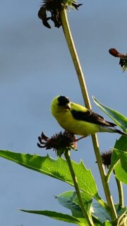 Before you cut those echinacea seed heads down for the season, take a look at who’s still using them.
These dried seed heads might look like they need to be removed, but they can still be an important source of food for birds like goldfinches.
Goldfinches are especially fond of seeds from plants like echinacea, and leaving those seed heads standing gives them a chance to forage naturally right in the garden.
This is one of the biggest reasons I don't clean up my gardens in the fall, because so much of what we consider “dead” or “finished” is still serving a purpose.
The flowers have faded, but the seeds are feeding birds. The hollow stems may still provide places for insects to shelter. Fallen leaves become habitat and eventually return nutrients to the soil.
The garden doesn't stop being useful just because it stops looking tidy.
Sometimes the best thing we can do for the life in our gardens is simply leave it alone.
So before you cut everything back this fall, take a second look, because you might have a whole little ecosystem still depending on it.
Leave the stems. Leave the seed heads. Let the garden keep working.
gardening tips, fall garden cleanup, don't clean up your garden, gardening for wildlife, wildlife garden, garden for birds, bird friendly garden, backyard birds