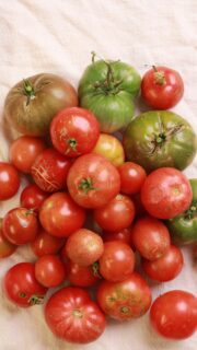 If you have more tomatoes than you can eat fresh, dehydrating is one of my favorite ways to preserve them.
Once they're dried, they take up very little space, and you can use them as dried tomato pieces or grind them into a powder. Tomato powder is especially handy when you want concentrated tomato flavor without opening a whole can of tomatoes or taking up much storage space.
It's also a super easy way to make tomato paste! Just add a little water and mix.
I leave the skins and seeds in mine, but you can remove them before dehydrating or sift them out afterward if you prefer a smoother powder.
I put all of my favorite preservation methods, crop-by-crop instructions, recipes, charts, and printables together in my Preserving the Harvest guide. It's available through the link in my bio.
What are you doing with your tomato harvest this year?
Dehydrating, TomatoPowder, FoodPreservation, GardenHarvest, GardenToTable, PreservingTheHarvest, GrowYourOwnFood, Homesteading, Gardening, Tomatoes