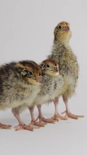 We hatched 25 Coturnix quail from eggs back in 2022, and these little guys were a few weeks old when we did a little photoshoot with them.
We originally chose quail because we wanted to have our own supply of fresh eggs, but we didn't necessarily want to take on a flock of chickens.
Coturnix quail are so much smaller than chickens, which means they need considerably less space, and they don't go through nearly as much feed simply because they're such small birds. Chickens generally need around 1.5–2 square feet of indoor space per bird, while quail can be kept in much smaller housing.
They also grow incredibly quickly. Coturnix quail can reach maturity at around six weeks old and females can begin laying at around seven weeks, so you don't have to wait nearly as long for that first little speckled egg. And while quail eggs are much smaller than chicken eggs, it takes roughly five quail eggs to equal one chicken egg, they can be used in many of the same ways. We raised ours primarily for eggs, although Coturnix quail can also be raised for meat.
For us, another nice thing about having a small quail flock was that they fit really well into the space we had. We built them an outdoor aviary, and while they certainly weren't mess-free because, well… birds, they were a much smaller-scale commitment than keeping chickens would have been for us.
All 25 of the quail we hatched lived out their lives with us, and over the years they eventually passed away from old age or natural causes. The last of them died this past winter, so finding this old footage feels a little extra special now.
I had forgotten just how much I enjoyed having them around until I came across these tiny little babies again. We may have to hatch some more next year.
Have you ever raised quail, or have you thought about trying it? If you're curious about keeping Coturnix quail, I'm happy to answer questions and share what our experience was like.
coturnix quail babies, quail chicks, fresh quail eggs, homestead quail,
homesteading, backyard homestead, small flock