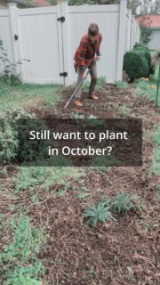 Just because it’s October doesn’t mean you have to call it quits in the garden.
There’s actually still quite a bit you can plant this month, but what makes sense to plant depends on where you live.
I put together a “What to Plant in October” section in Garden by Willowbottom that breaks it down by growing zone, so you can see what you can still get in the ground where you live.
Maybe you’re planting garlic, putting in a cover crop, growing a few more fall vegetables, or even adding some herbs or flowers. There’s still plenty to do before winter.
So, what are you still planting in October?
October Garden, Fall Gardening, What To Plant, Fall Garden, Gardening Tips, Vegetable Gardening, Grow Your Own Food, Food Garden, Garden Planning, Growing Zone, October Planting, Garden By Willowbottom