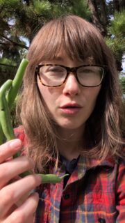 Found some green beans that got a little too big to eat? Don't toss them!
Once the beans inside have had time to mature, you can let the pods dry completely, shell them, and save those beans to plant next year.
They may be too tough and fibrous to eat as green beans at this point, but that doesn't mean the harvest is wasted. You're basically getting next year's seeds from the same plants that gave you this year's harvest.
I love finding little ways to get more out of the food we grow, and saving seed is one of them.
GrowYourOwnFood, Gardening, EdibleGarden, FoodPreservation, GardenToTable, FoodGarden, GardenByWillowbottom, Homesteading