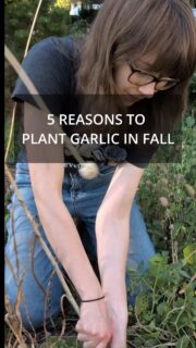 If you've never grown garlic before, fall is the time to start.
Garlic is a little different from most things we grow in the garden. You’re not planting it now because you expect to see a big plant right away. You’re giving the cloves time to establish roots before winter, go through the cold period they need, and then get a head start when spring arrives.
You can plant garlic in spring, but fall-planted garlic generally has a much better chance of producing the big bulbs you're hoping for.
If you haven't planted yours yet, check your local planting window and get those cloves in the ground!
Save this for garlic planting time.
Garlic, Growing Garlic, Garlic Growing, Fall Gardening, Vegetable Gardening, Food Gardening, Grow Your Own Food, Home Garden, Garden Tips, Gardening Tips, Beginner Gardening, Grow Your Own