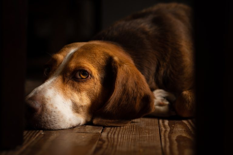 Living Eco-Friendly with Pets