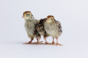 Read more about the article 5 Reasons You Should Raise Quail Instead Of Chickens