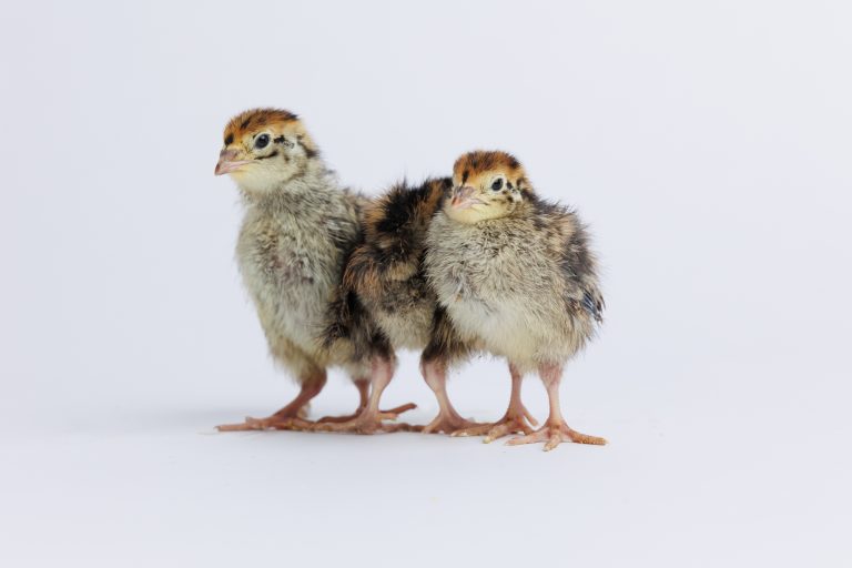 5 Reasons You Should Raise Quail Instead Of Chickens