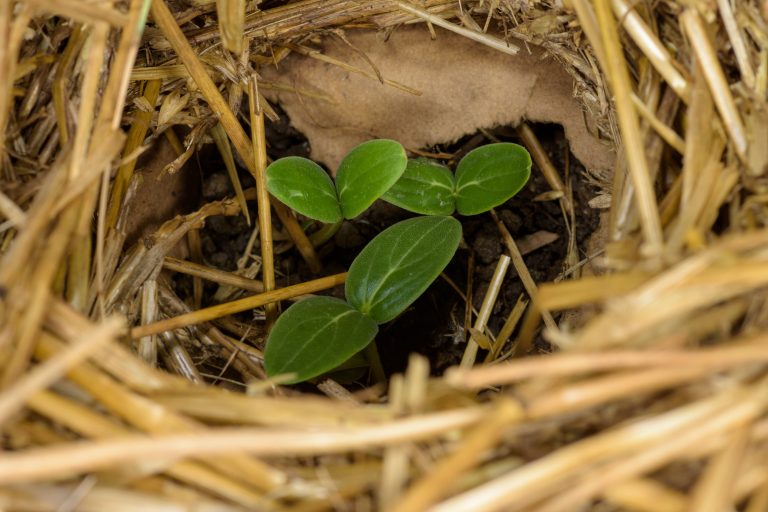 Planning your garden and why you should grow your own food