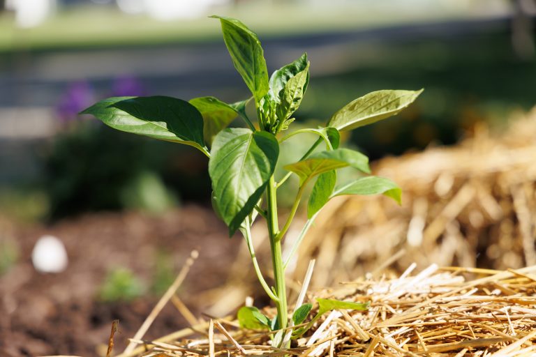 Guide to planting your garden