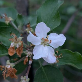 Our Granny Smith apple tree is in full bloom! 

Based on how many buds there are, we're hoping for a big harvest this year! 

Fun fact! Granny Smith apples are actually one of the oldest apple varieties still grown today.

They were discovered in Australia in the 1860s by a woman named Maria Ann Smith, who found a seedling growing near her compost pile. This happy accident has been feeding people for over 150 years!

Which variety of apple is your favorite?