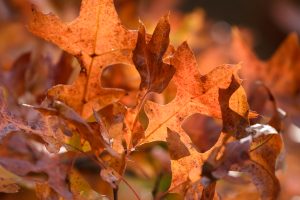 Read more about the article The Benefits of Leaving Leaves on the Ground Through Winter