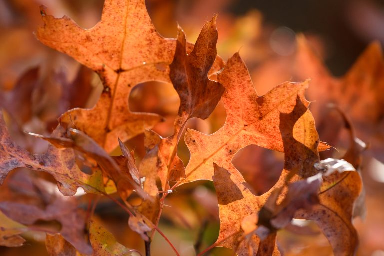 The Benefits of Leaving Leaves on the Ground Through Winter