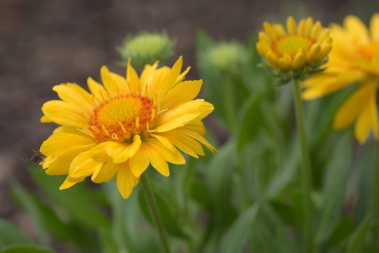 The Benefits of Planting Native Plants on Your Property