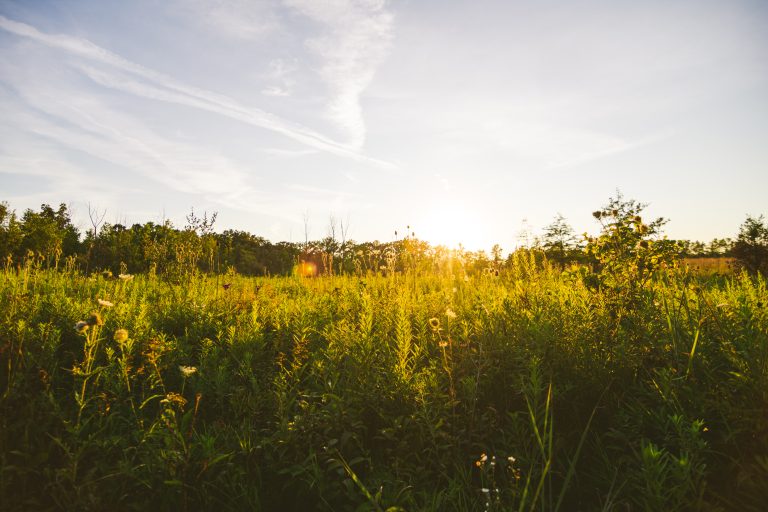 Why we should avoid a monoculture lawn