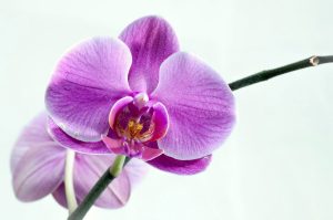 Read more about the article Orchids for the non green thumb