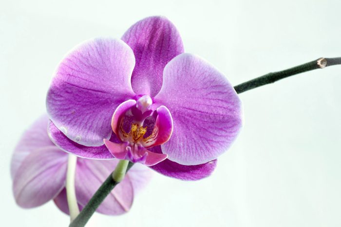Purple phalaenopsis orchids
