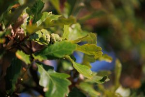 Read more about the article Autumn Foraging Guide