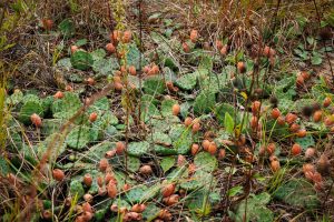 Read more about the article Eastern Prickly Pear Cactus – Ohio’s Native Beauty