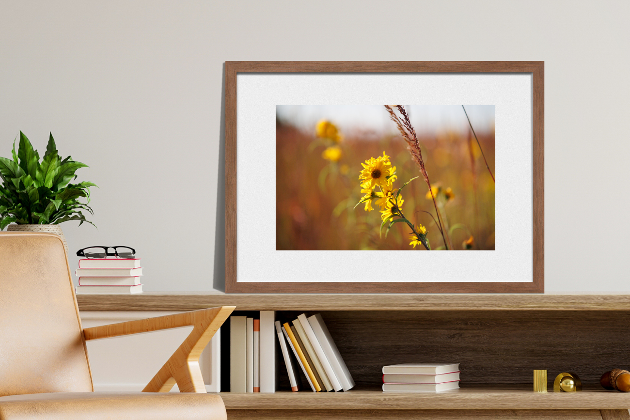 a framed photo of wild sunflowers sitting on a book shelf