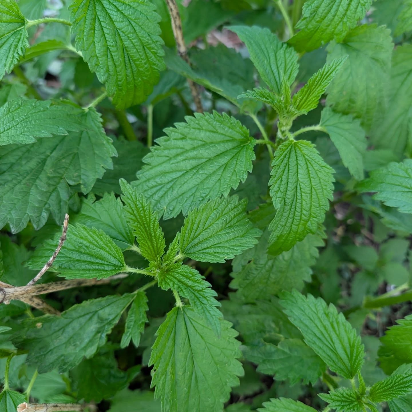Stinging nettle gets a bad reputation, and if you've ever brushed up against it barehanded, you know exactly why.

 Those tiny hollow hairs on the leaves and stems act like little needles, delivering a sting that can last anywhere from a few minutes to a few hours. It's not fun.

Stinging nettle has been one of the most valued plants in human history.

It's native to Europe, Asia, and parts of North America, and it thrives in rich, moist soil, which is actually a sign of a healthy, nitrogen-dense ecosystem. If nettle is growing somewhere, the land is telling you something good.

Medicinally, it has an impressive list of traditional uses. It's been used to support joint health and reduce inflammation, ease seasonal allergy symptoms, support kidney function, and even promote hair growth. 

The leaves are high in iron, calcium, magnesium, and vitamins A, C, and K. You can dry the leaves for tea, cook them like spinach once they're wilted or blanched (the sting completely disappears with heat), or find them in supplement form.

For pollinators and wildlife, nettle is important. It's a host plant for several butterfly species, including some that won't lay their eggs on anything else. So if you have a wild patch on your property and you can leave it alone, you're doing something really good.

Do you have stinging nettle on your property? Let me know in the comments!