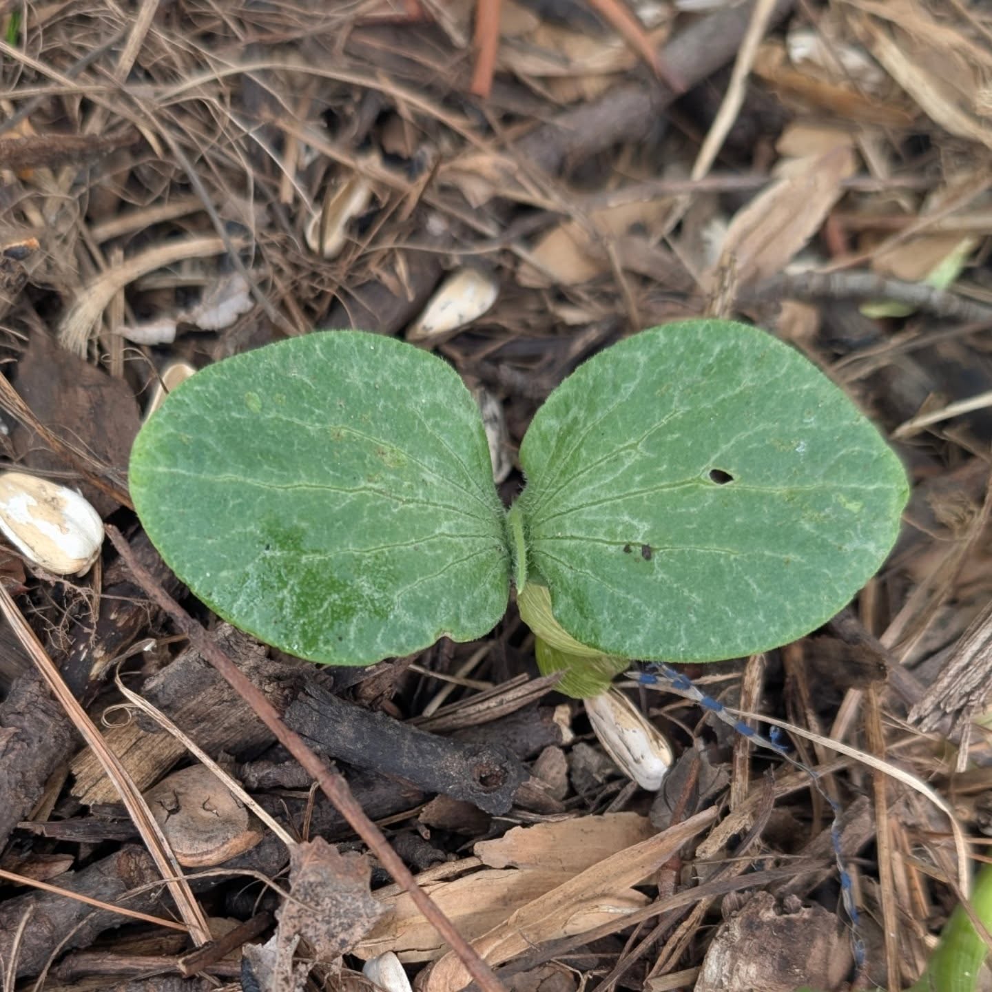We have a volunteer squash plant coming up!

Every year without fail, we get volunteer plants popping up around the yard and garden beds, and this year a squash showed up right where we weren't expecting it.

More than likely it came from squirrels raiding the compost or birds dropping seeds along the way. Either way, it's here, it's thriving, and we're letting it do its thing.

Volunteer plants are one of our favorite parts of having a garden and a compost system. 

Squash in particular are incredible volunteers because they're vigorous growers. Once they're established, they spread fast, their big broad leaves shade out weeds, and they produce heavily with very little input from you.

They're also fantastic for pollinators, because their flowers are large and full of nectar, and bees absolutely love them, especially bumble bees, which are some of the most efficient pollinators for squash.

We usually end up with several volunteer plants each year across the yard, and we work around them.

There's a lesson in that, I think. Sometimes the best things in the garden, and in life, are the ones you didn't plan for.

I'll share updates on what kind of squash this is, later on. 

Do you get volunteer plants in your yard? Tell me what's shown up uninvited and stayed welcome! 

Drop a 🌱 in the comments.