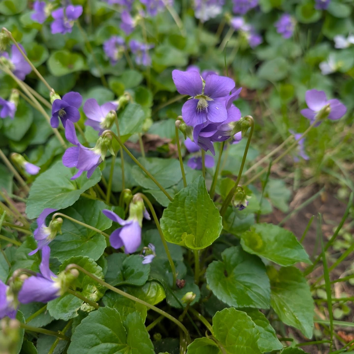 Our yard is being taken over by violets, and we couldn't be happier about it.

If you've ever noticed those tiny purple flowers popping up in your lawn or garden beds in early spring, there's a good chance they're wild violets. 

They're native to North America and have been growing in meadows, woodlands, and backyards long before anyone thought to plant them on purpose.

Here's what makes them so special: violets are one of the earliest blooms of the season, which makes them a critical food source for pollinators when almost nothing else is flowering yet. 

Bees, butterflies, and even certain moth species depend on them to get through those chilly early spring weeks.

They also spread in two ways. They self-seed like most flowers, but they also produce what are called cleistogamous seeds, basically seeds that form without ever opening into a flower at all, right at soil level.

Medicinally, violets have been used for centuries. The leaves and flowers are edible and high in vitamins A and C, and they've traditionally been used to soothe sore throats, calm inflammation, and support respiratory health. 

People have made violet-infused syrups, teas, salves, and even candied the flowers.

We let ours spread freely through the back and side yard, and every spring we have more and more.  They're one of my favorites!

Do you have violets growing in your yard?