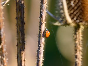 Read more about the article Creatures that are beneficial to the environment