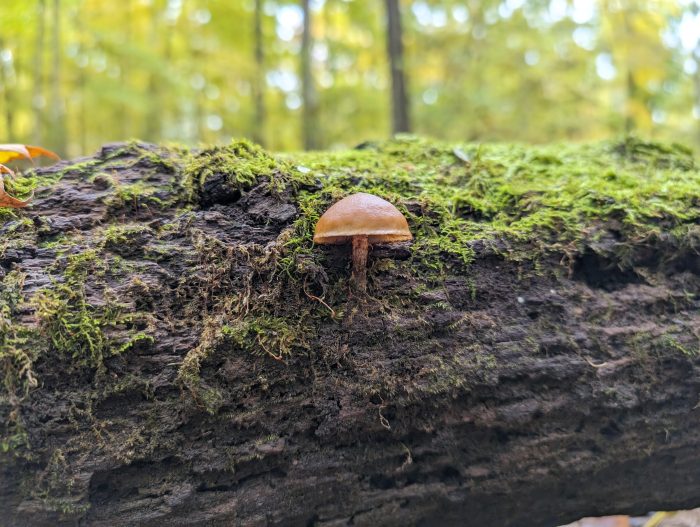 mushroom growing out of the side of a fallen tree that has moss on it