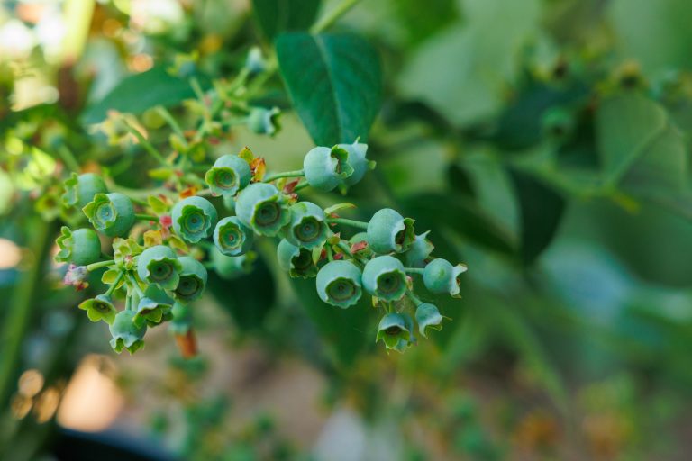 Maintaining your garden through the growing season