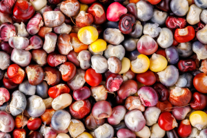 Read more about the article Why you should grow grain corn